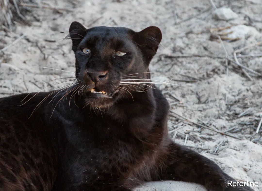 Mac OS|回顾 macOS 后：我很想去旅游