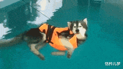 盜版|“你見過最離譜的盜版商品是什么？”