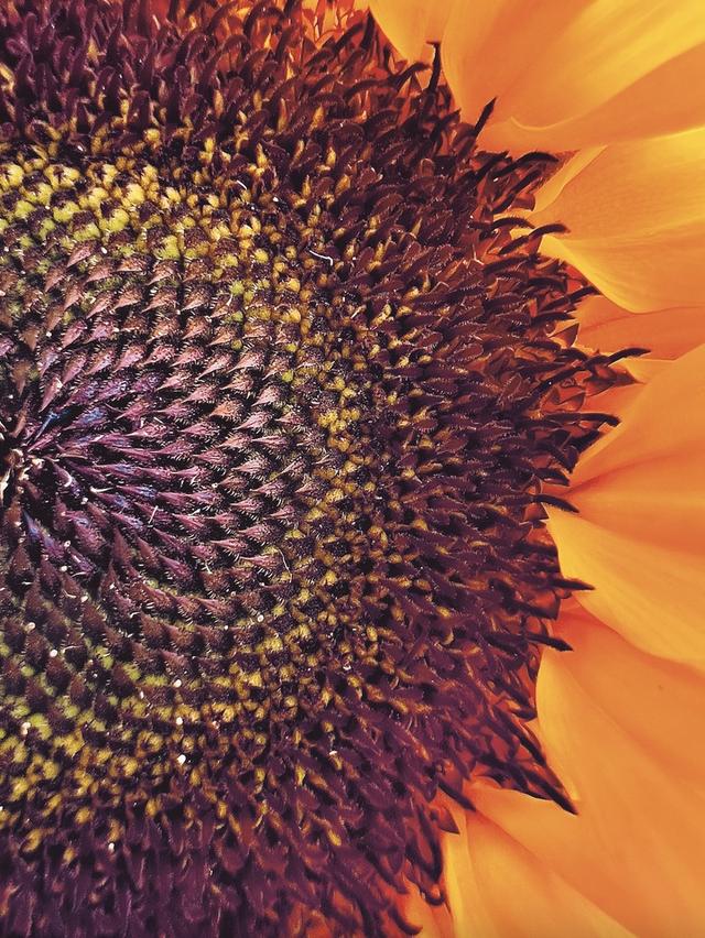 微距摄影|苹果微距摄影大赛结果出炉!我们和获奖者及苹果副总裁聊了聊