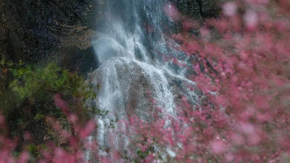 黔灵山|过年温州去何处？追一场梅的花事，惊艳了时光，惊艳了你！