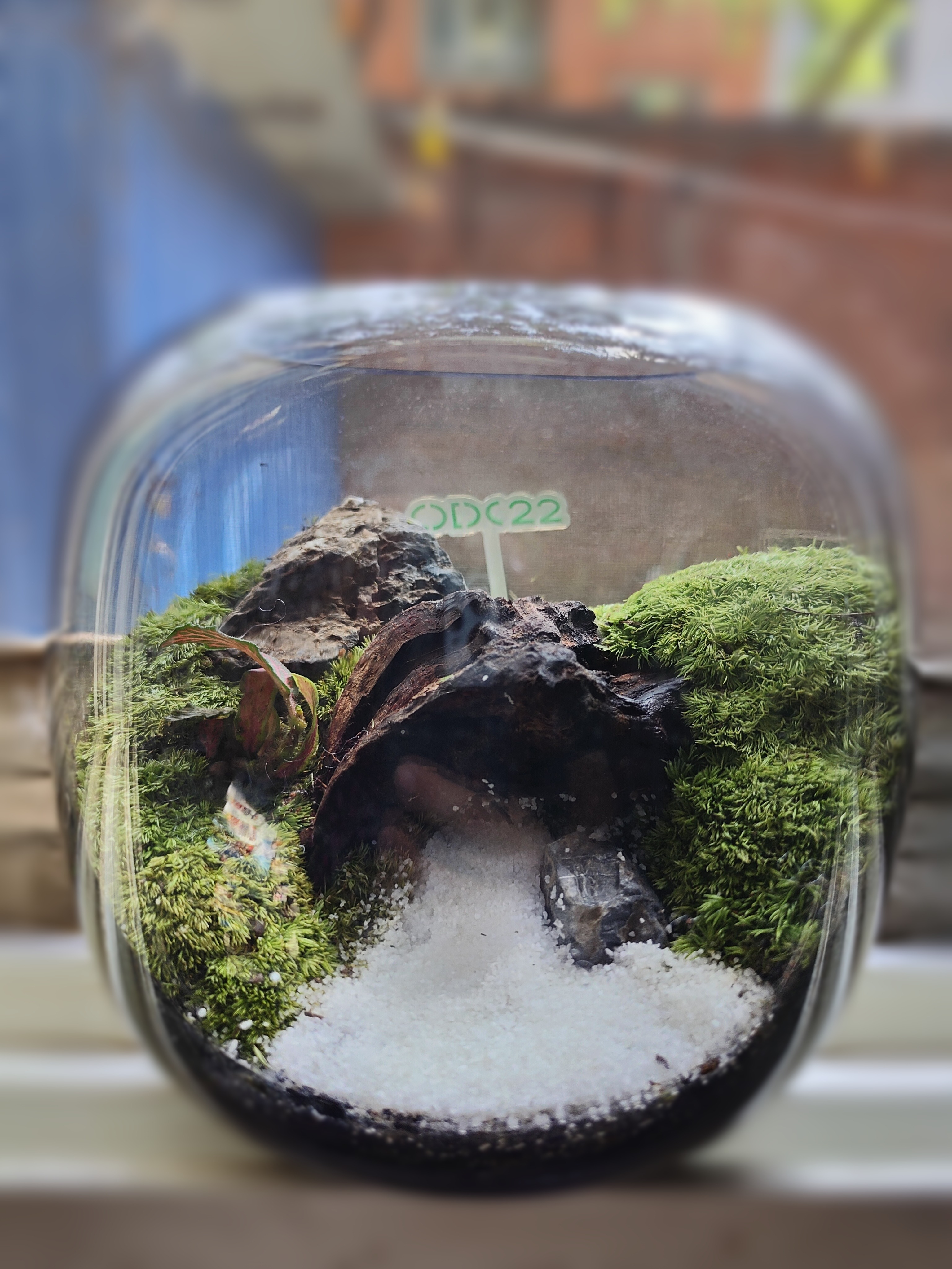 OPPO|OPPO开发大会邀请函小生态暗藏大玄机ColorOS13与潘塔纳尔一起来