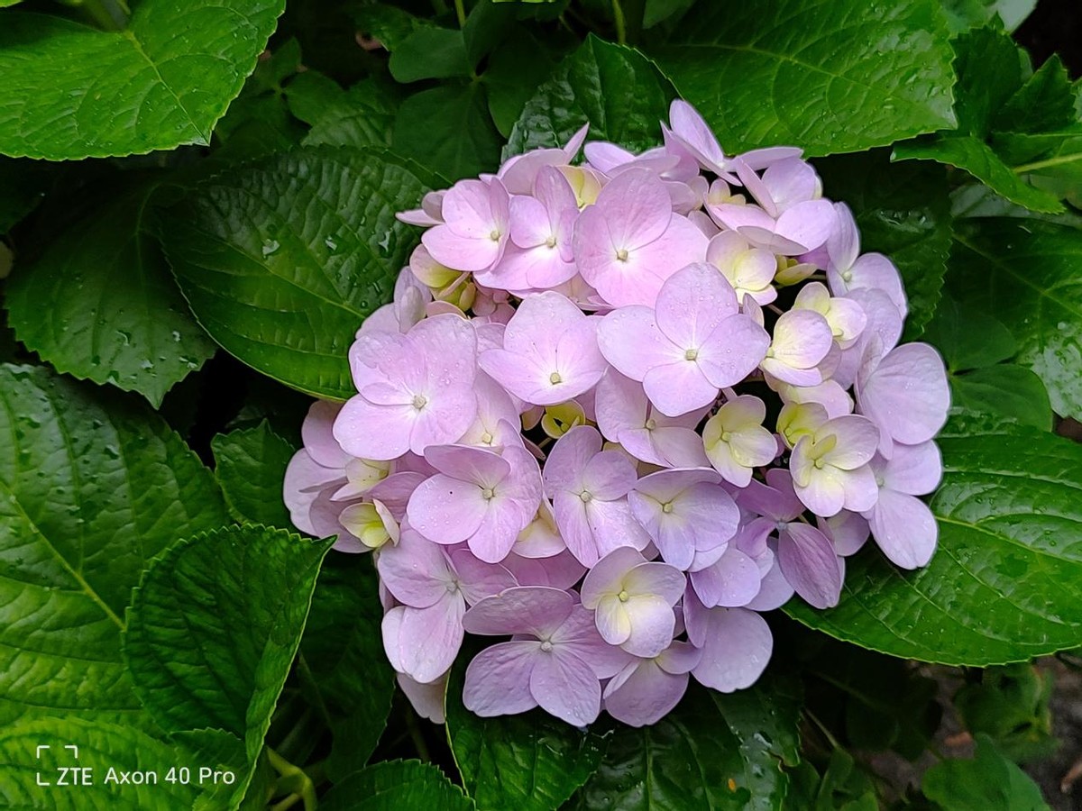 中兴|中兴Axon40 Pro：能拍能打的它，能给我记录了什么样的瞬间