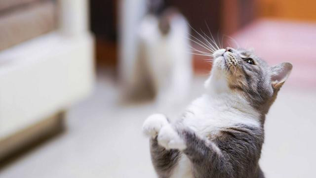 猫会选择喜欢的人？