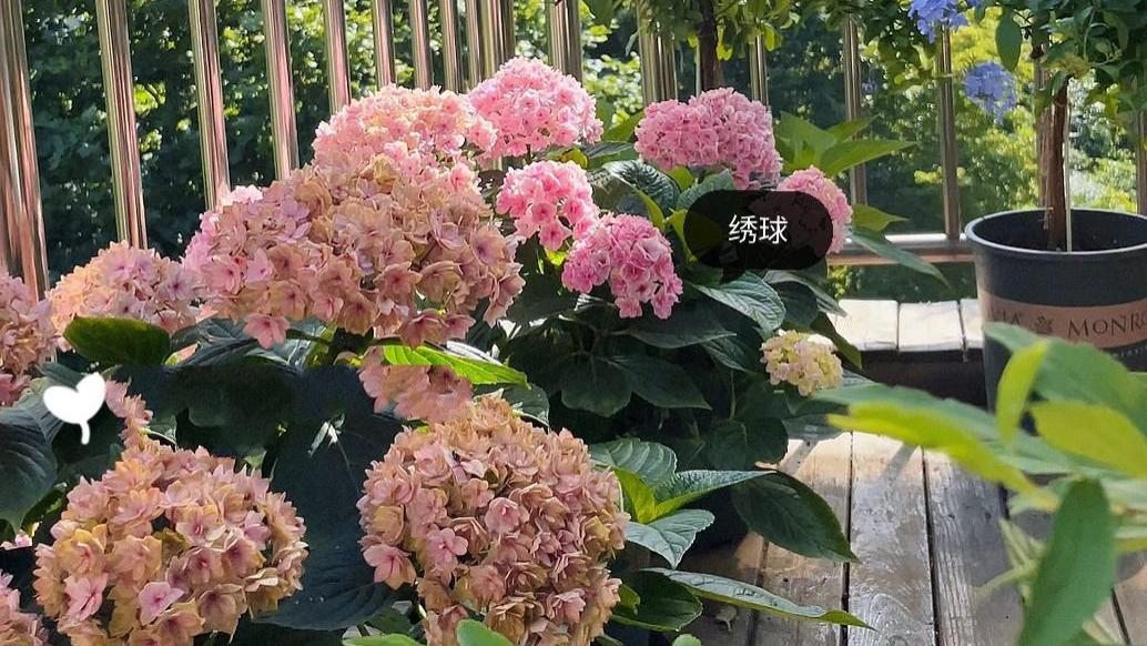 买了六楼顶层，带25㎡露台的房子，打造远离喧嚣的小花园，惬意！