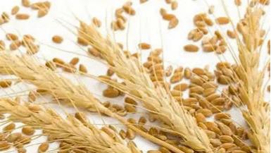 紧身牛仔裤|【生活类】原来“五谷”是这些啊