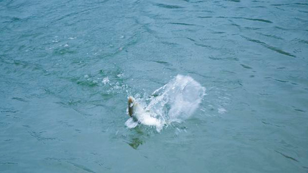 |钓了一场鱼结果被判刑！钓友一脸问号？我是犯了什么罪？什么情况