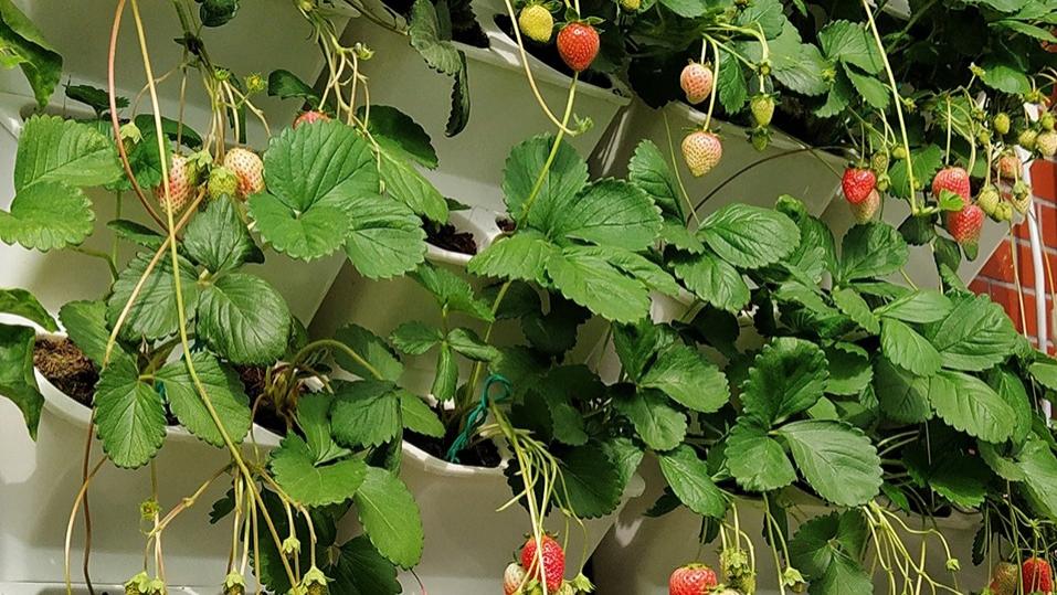 太好啦，居然可以在阳台墙面立体种草莓