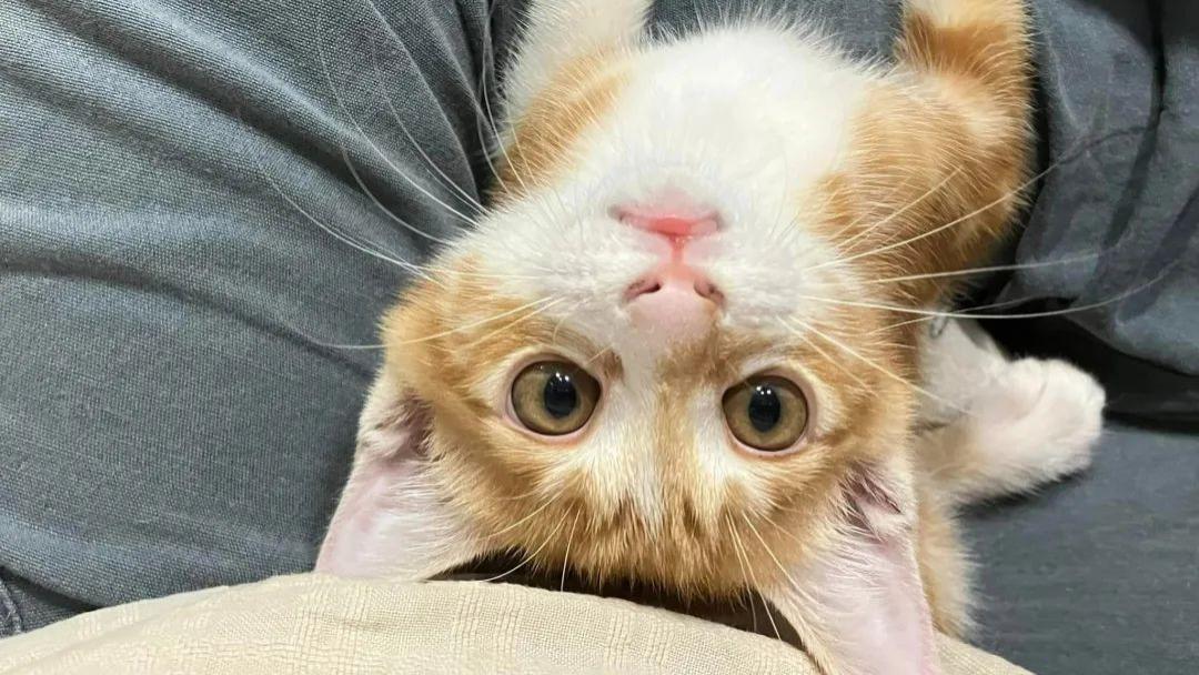 网友树下乘凉，脐带未掉的小奶猫掉下，正中她手心：天大的福气！