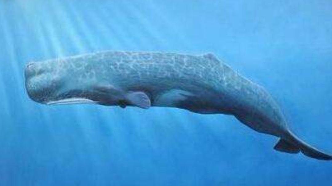鲸鱼明明产了大量排泄物，粪便价值却还是很大，为什么？