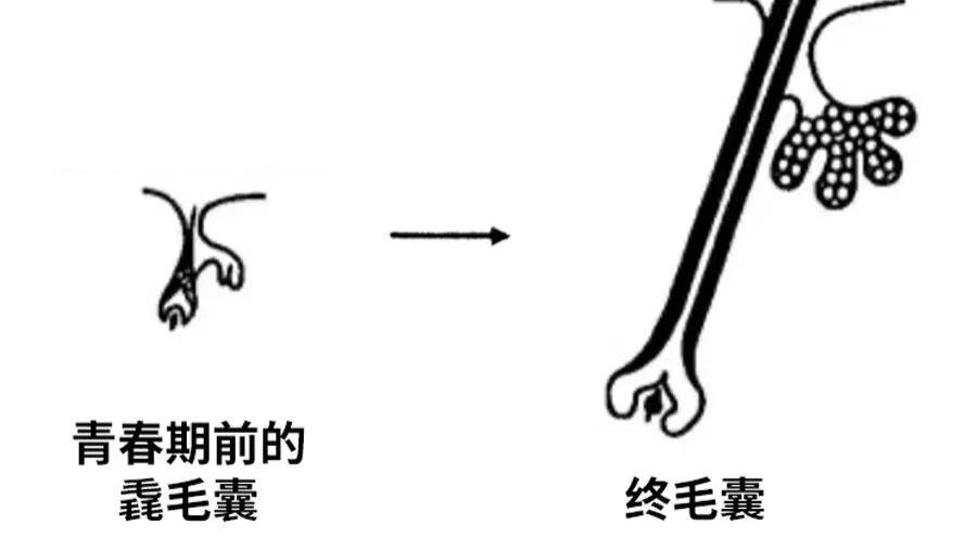 针灸|男人为啥一边秃头，一边长胡子？