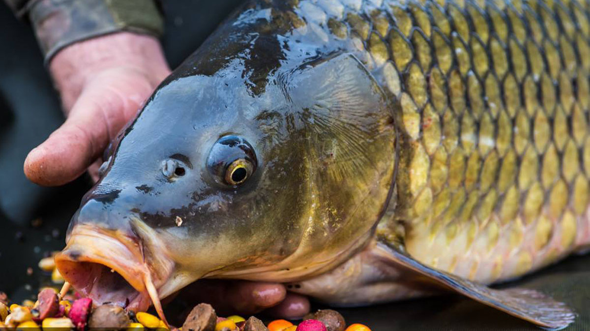 |鱼的饥饿感与什么有关？如何让鱼变得饥饿？影响鱼的饥饿感的要素