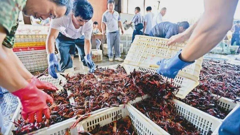 南京|日本禁售小龙虾！入侵物种小龙虾有多恐怖？曾毁掉云南3万亩梯田