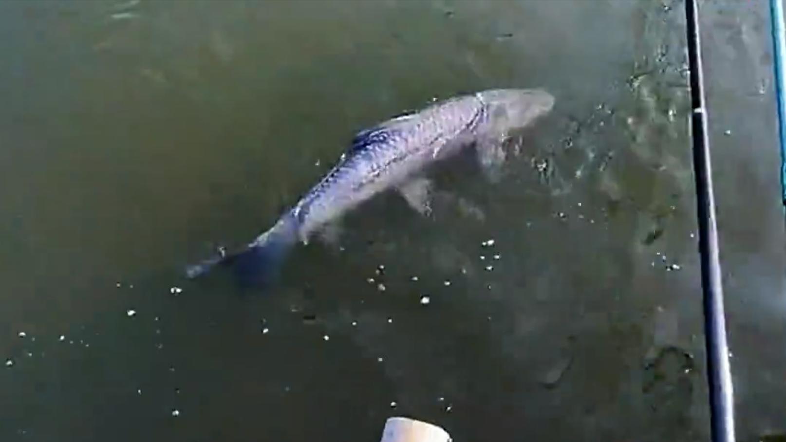 |湖南男子水库里野钓，罕见收获百斤重的“米级”大货，网友：放生