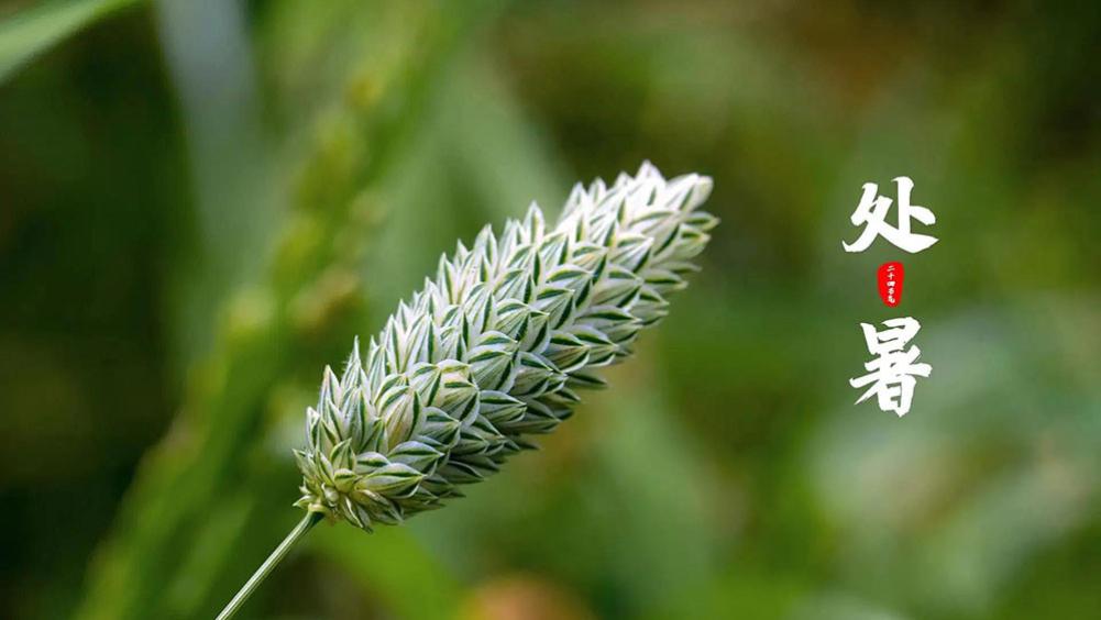 血糖|“处暑一碗汤，火气全退光”，指啥汤？明日处暑，别忘了给家人喝