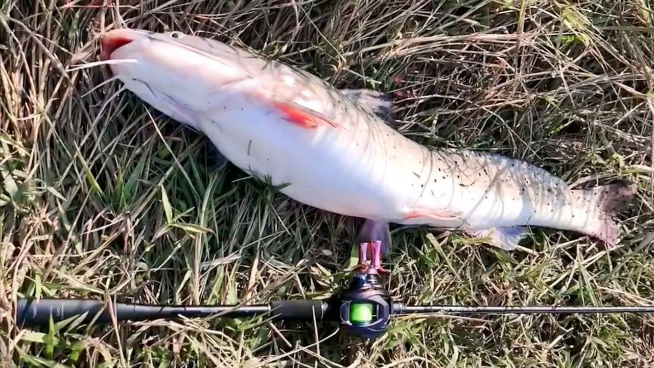 珠江|男子在珠江边野钓，意外收获长满斑点的大鱼，来不及高兴就放生了