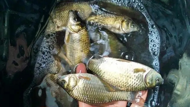 饵料|春季杆子越用越短，比着用短不可取！用饵思路不要有错误的认知