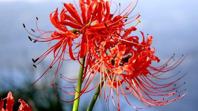 肿瘤|分享一味抗癌中药——石蒜，解毒消肿功效显著！常用于癌性胸腹水