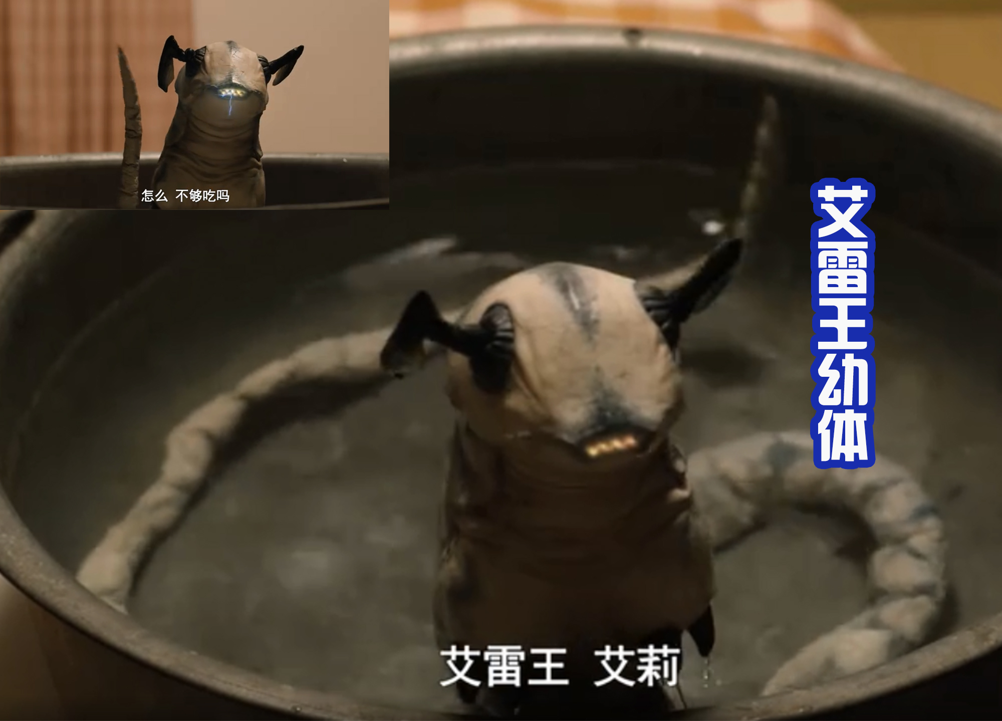 德凯|《德凯》最新话很温馨,艾雷王小名艾莉,只是一个贪吃的孩子!