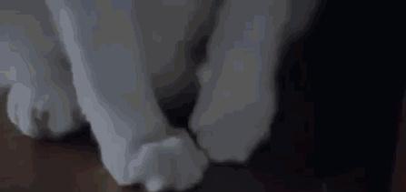 acgn漫评|“我逃过了虐猫者，却没逃过这场手术！”（漫画科普）看完好心疼