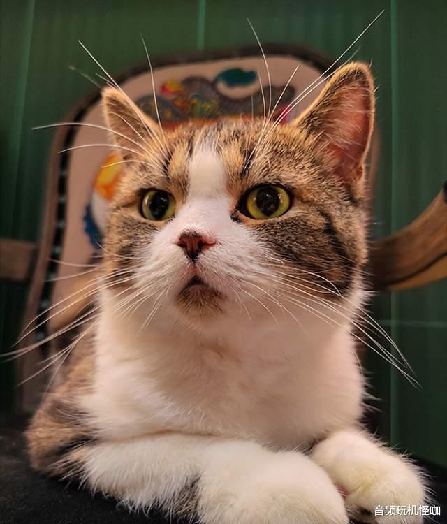 高通骁龙|被忽视的优质旗舰!12GB+256GB+全新骁龙8,真正的用心之作