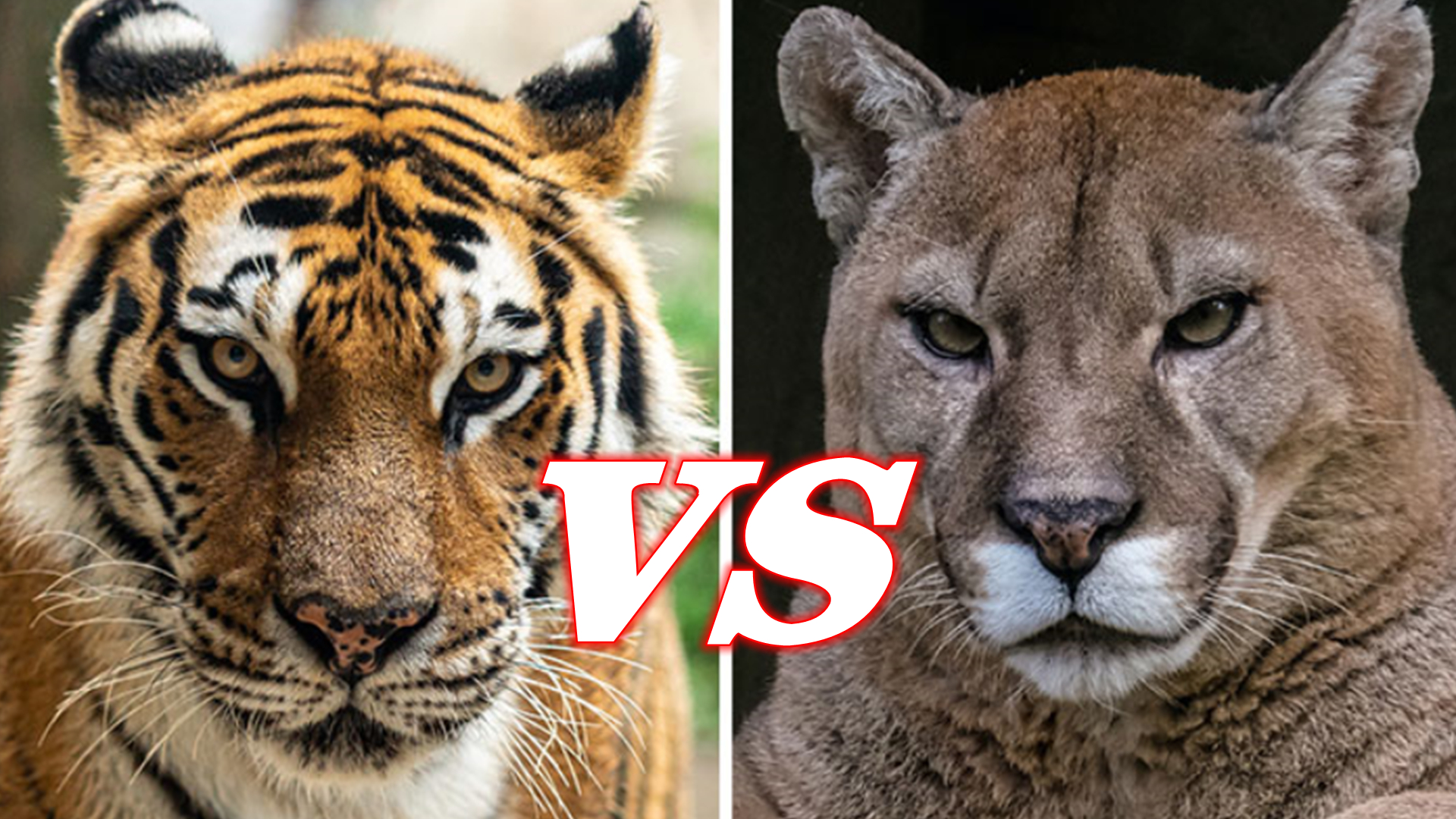 老虎vs美洲狮，谁的战斗力更强？