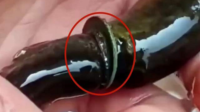 四川省|四川一男子野钓收获泥鳅，身上却有枚铜钱，网友：身价瞬间翻千倍