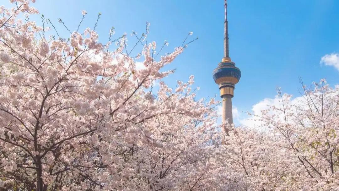 |京城赏花攻略，在此处，与春天撞个满怀