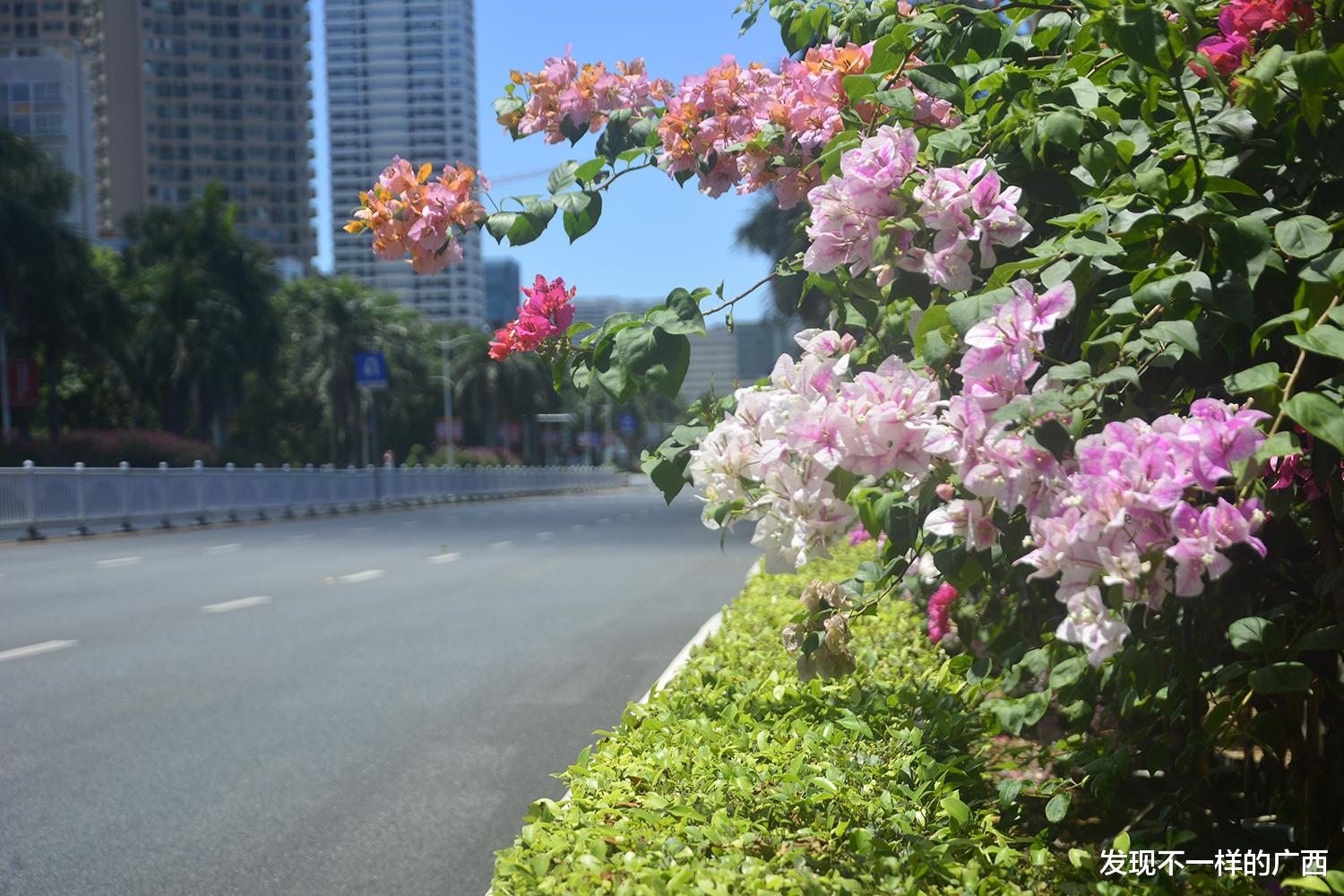 为北海加油而开花! 安静的城市下, 北京路上的花儿静悄悄地开了