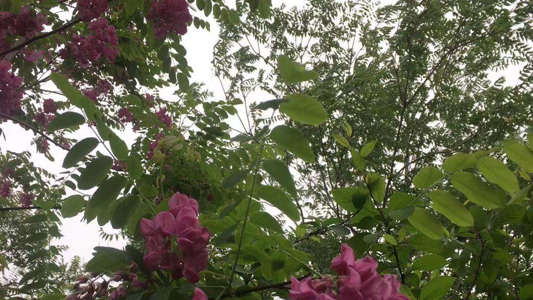 韭菜|那一簇簇红槐花儿