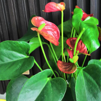 凤眼看临沂