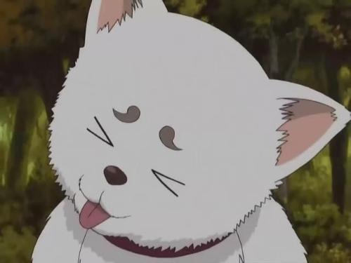 银魂|《银魂》中的定春，万事屋中的唯一团宠