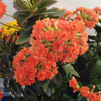 芭比猫