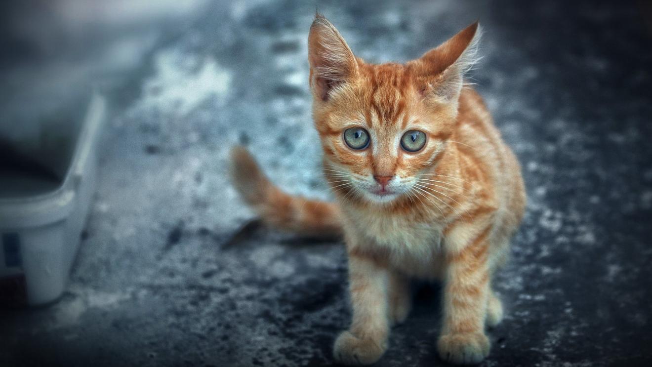 漫画家|《少女漫画》的恋爱有什么不同?