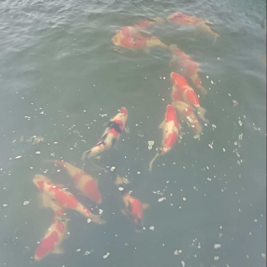 鸿源锦鲤
