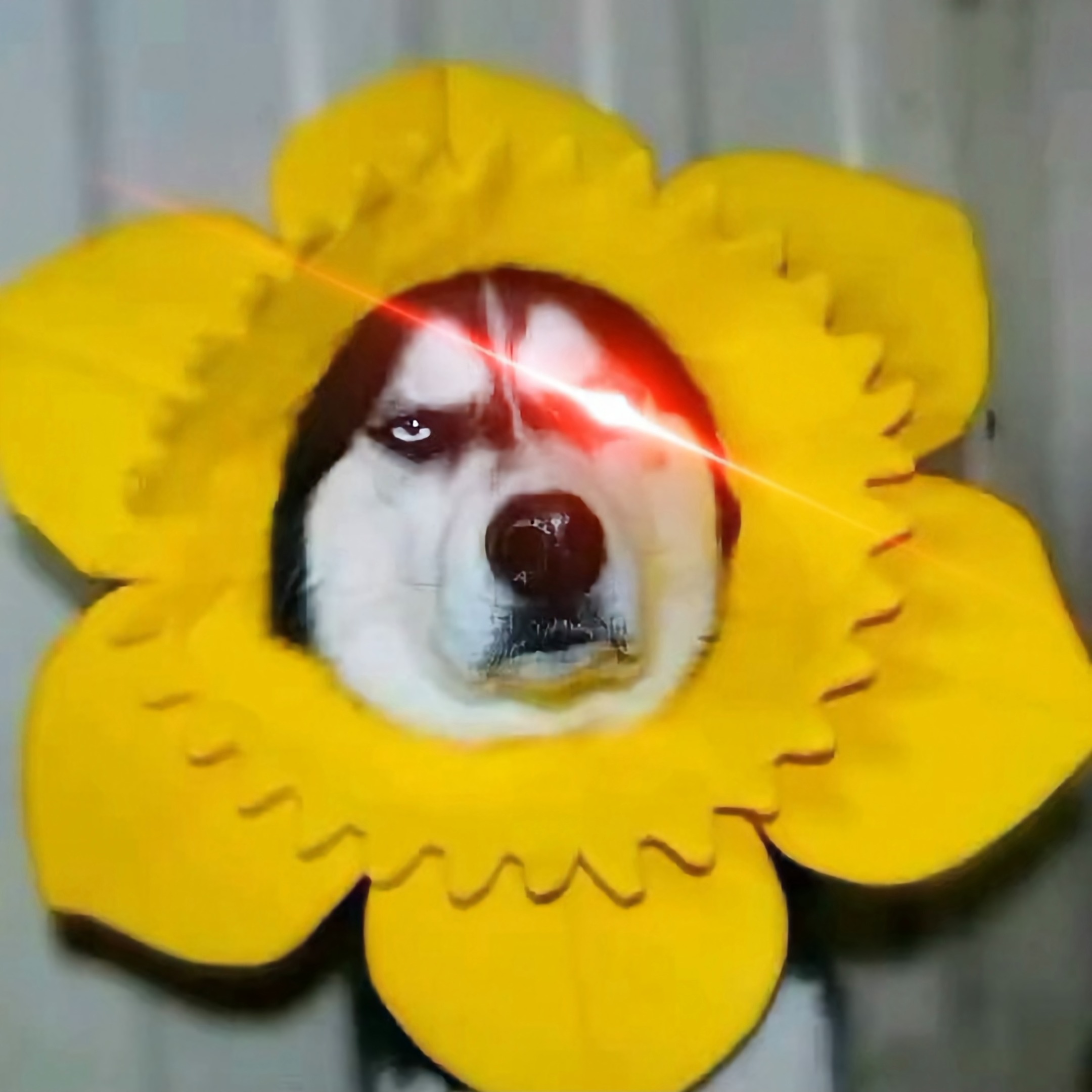 二哈笑梗