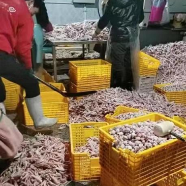 他们自己会吃吗？这样搞