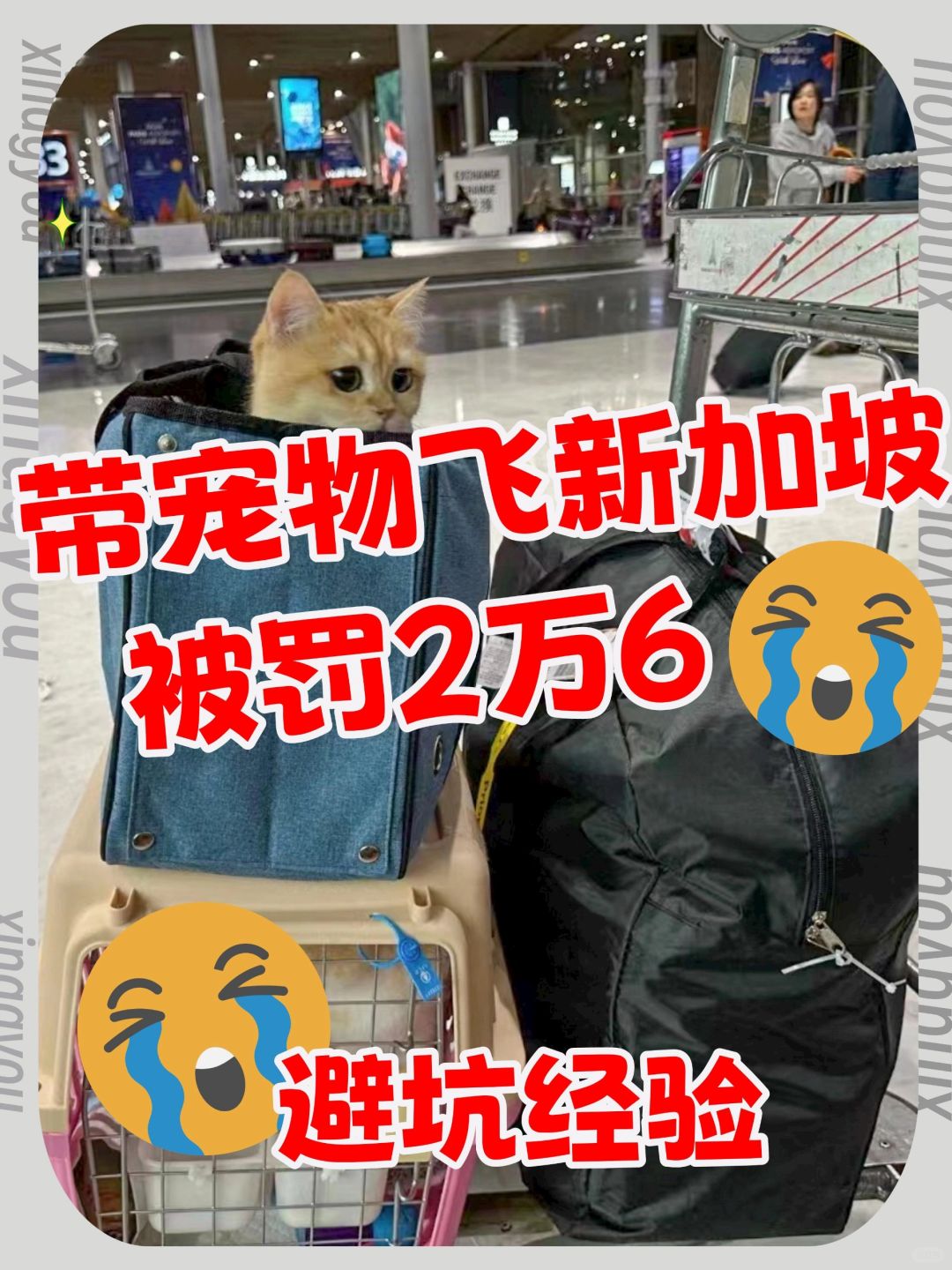 新加坡宠物移民❗罚款2万后才知道的10件事
#我家的招财猫

做了多年新加坡宠物