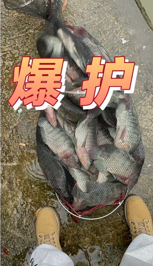 深圳钓鱼｜暴雨东湖公园爆护大罗非
