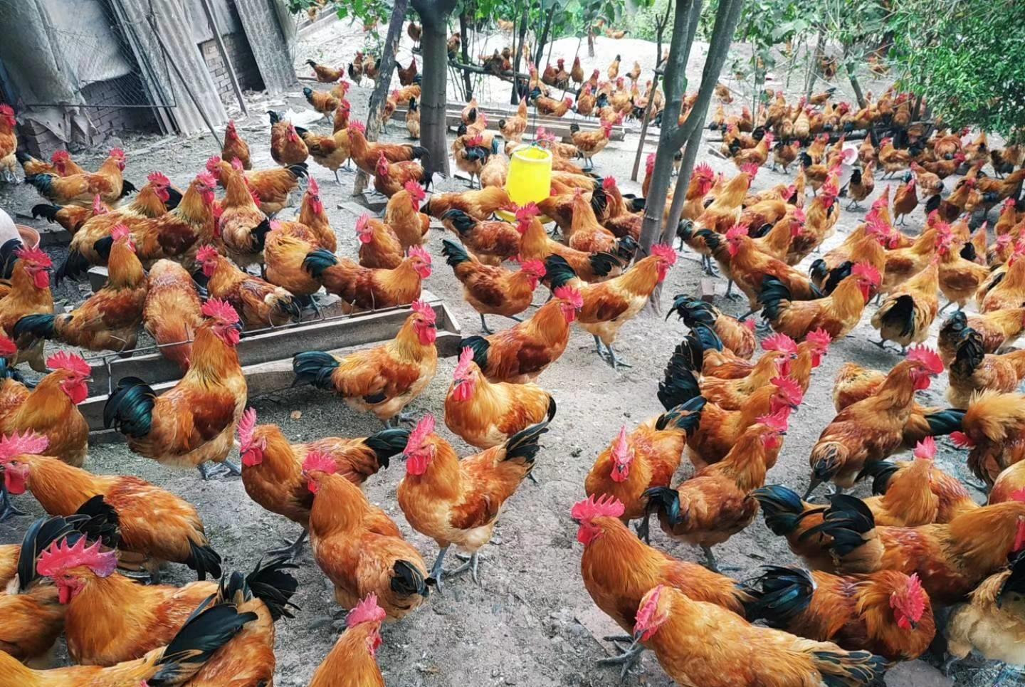江西南昌一农民使用剩菜喂鸡，谁料这却被城管逮个正着，要求农民出示排放证，不然罚款