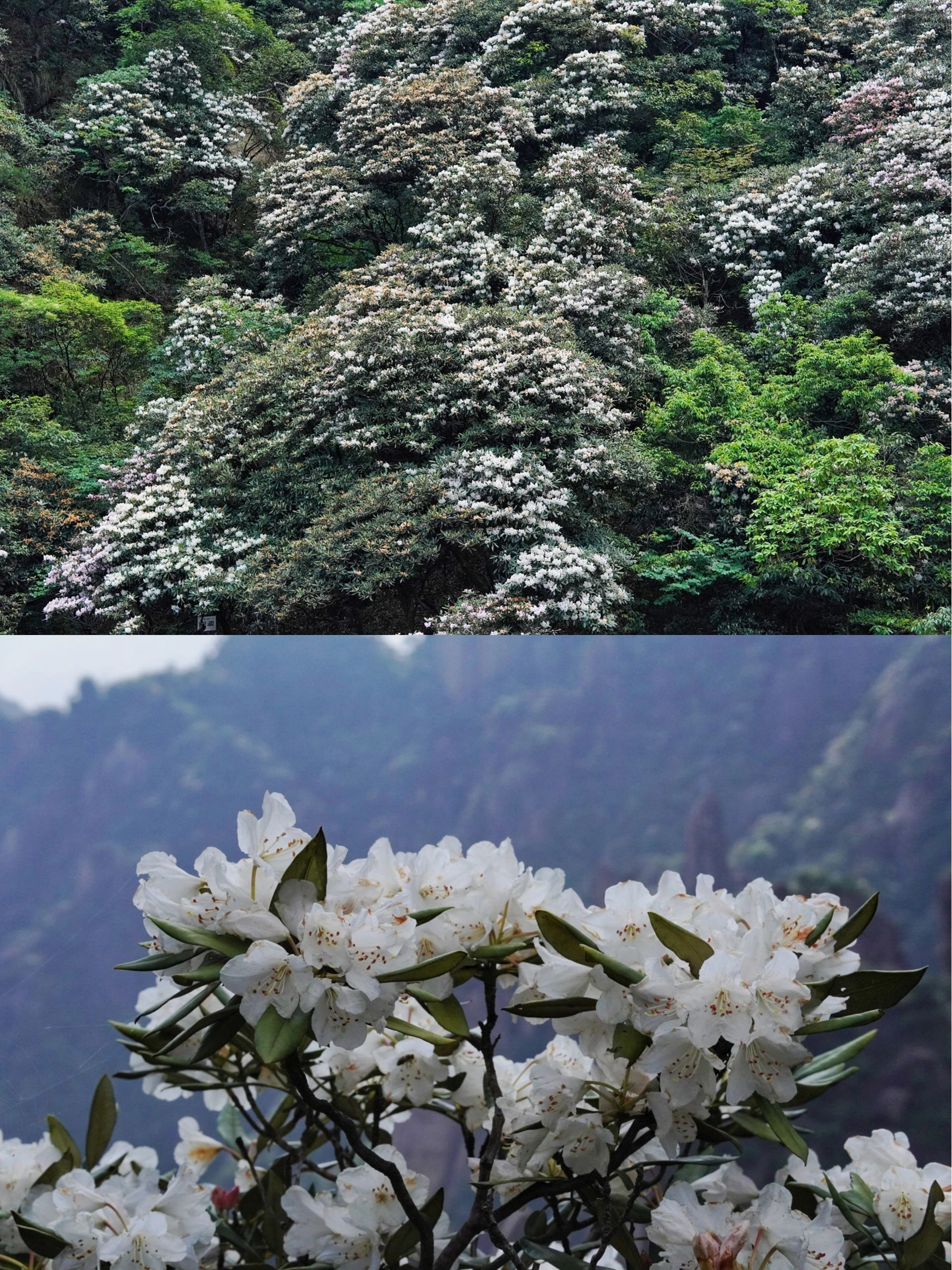 三清山自驾游攻略，适合一日游