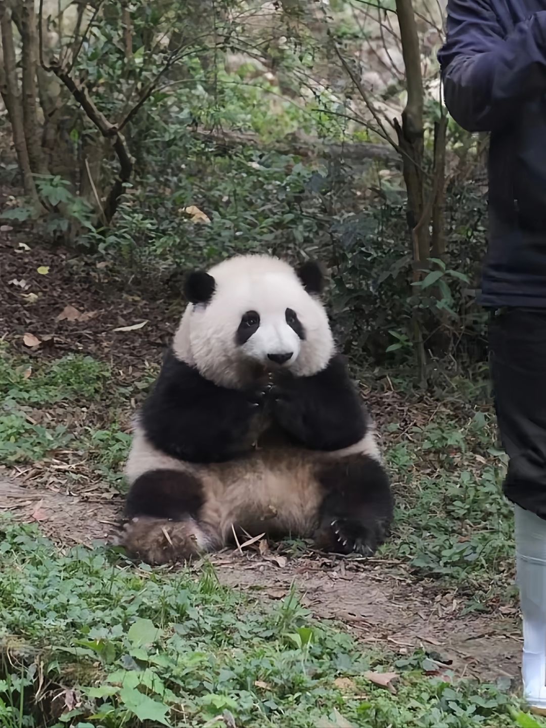 我的女儿好乖哦☺️😚
盛世美颜花，好可爱的三角饭团