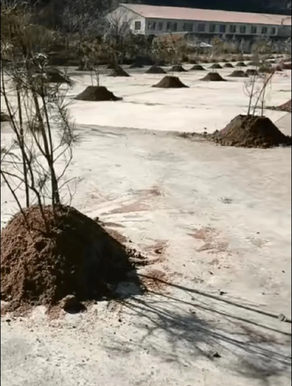 一不小心就有可能是偌贝尔奖了，这绝对是一个重大创新！
惊闻某地为了提高绿化把一片