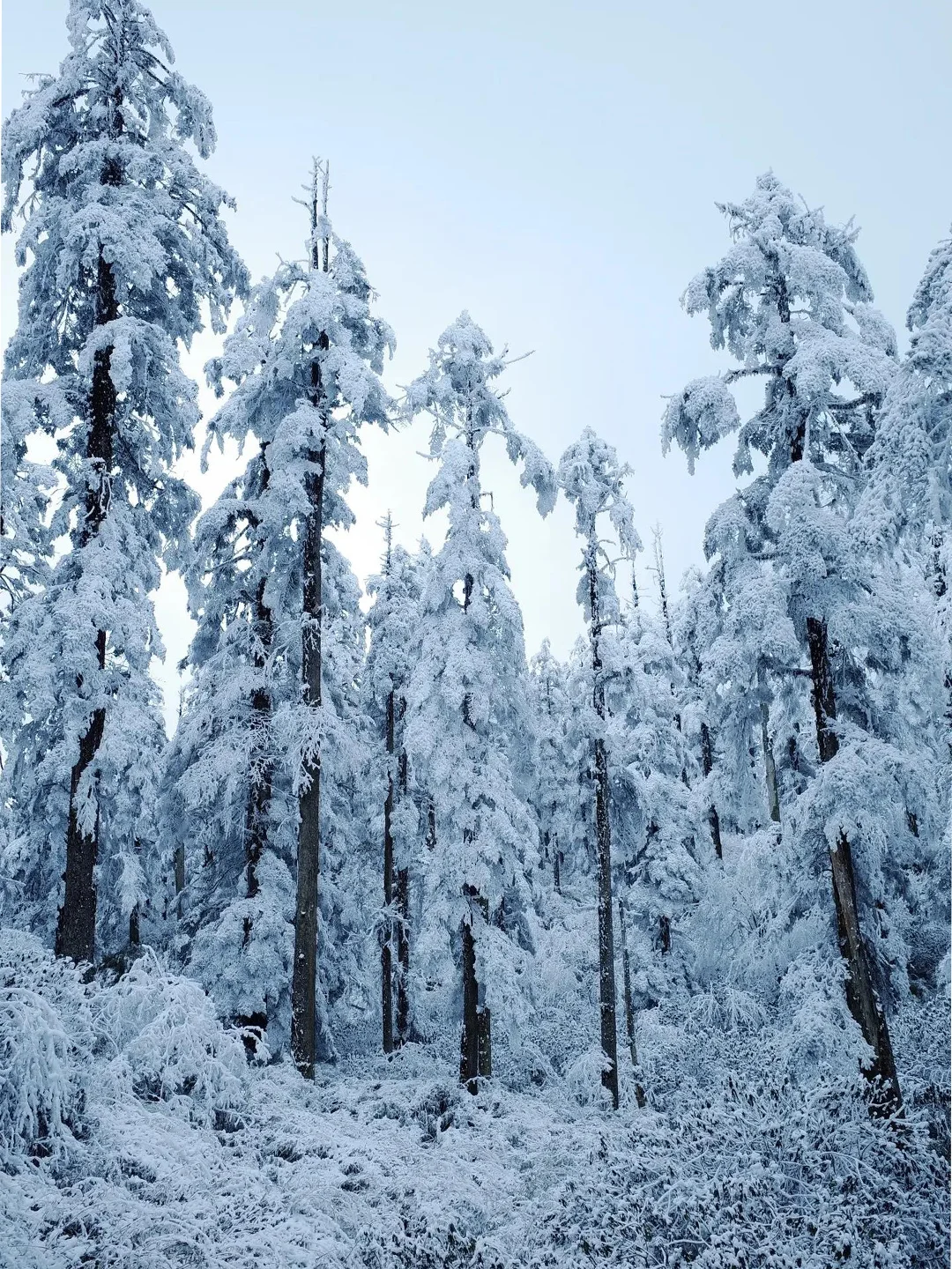 这个冬季去瓦屋山看雪吧❄1天往返