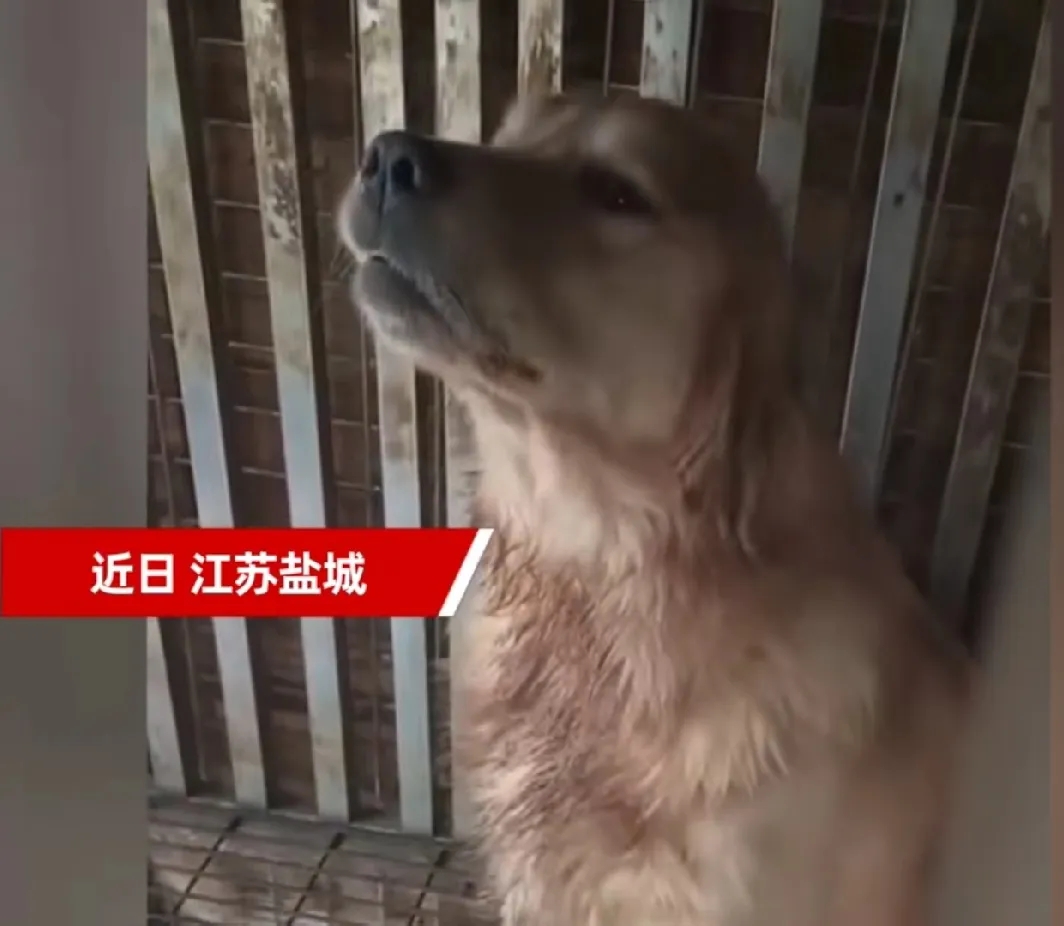 真相来了！江苏盐城的这些毛孩子们得救了！狗主人是一位71岁的老头，他并没有把狗的