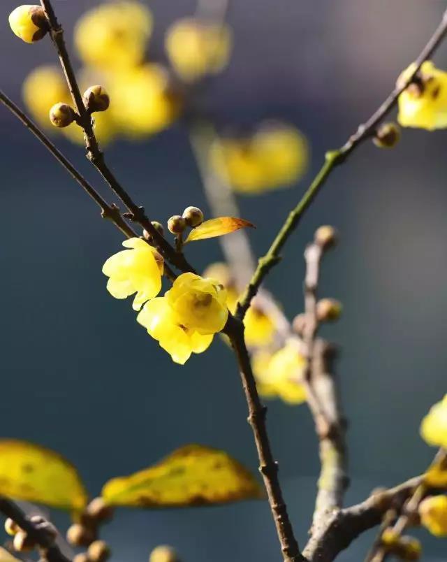 插了梅花便过年
曾见一幅旧画：一间茅屋，一个老者手捧一个瓦罐，内插梅花一枝，正要