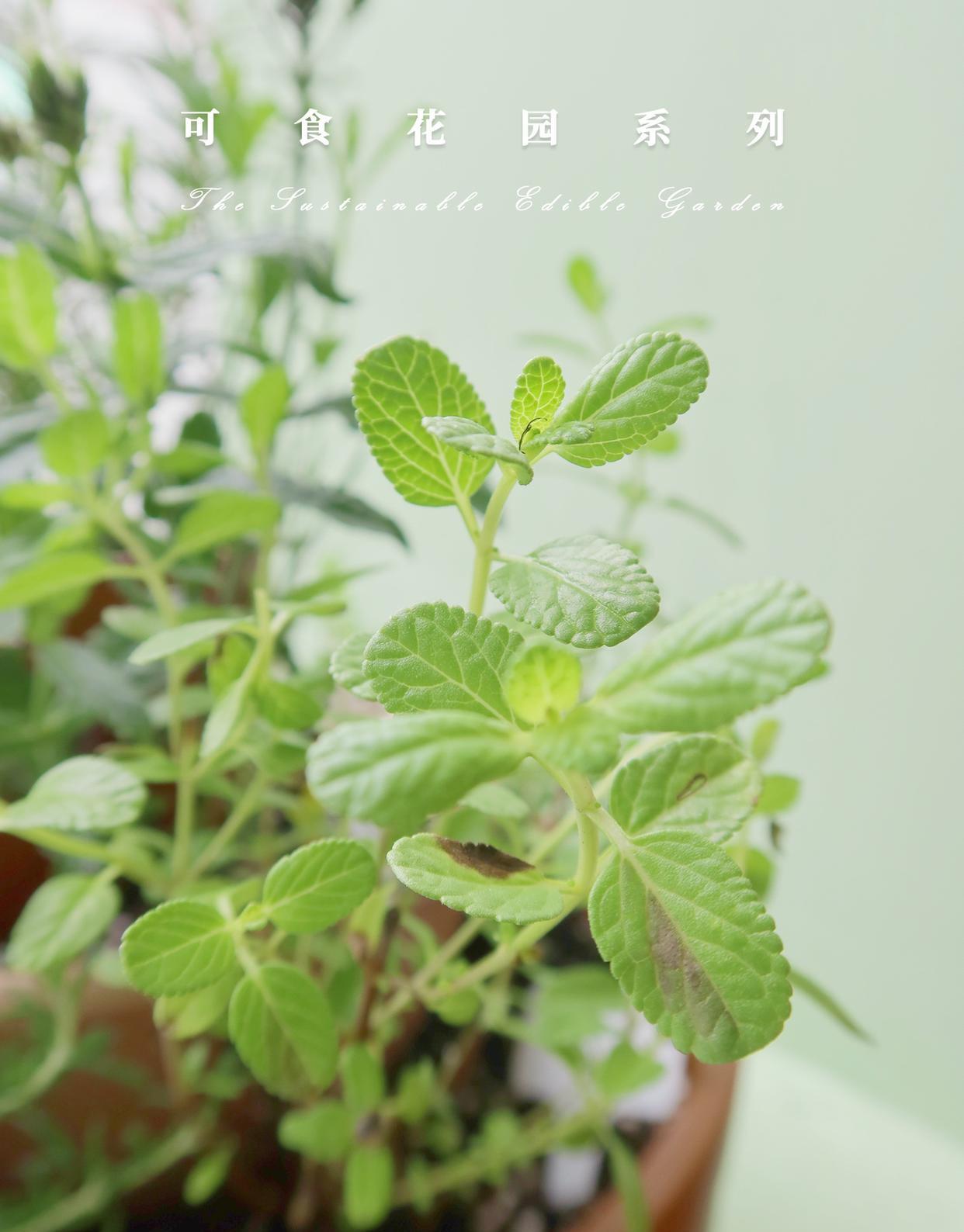 厨房可种，迷你香草组合盆栽家里做菜，香草配料买回来，往往一次只用一点，多余的可能