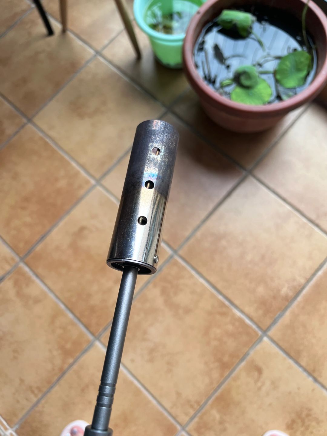 之前看了哪个网上的说把死鱼埋在种花的土里，花会开得特别好，我就把猫咪抓死了的小金