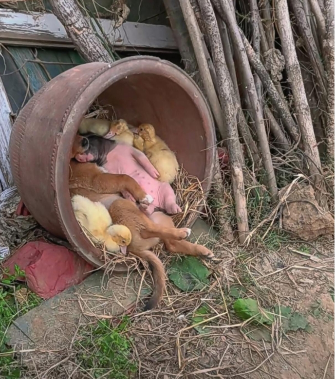 猪朋狗友没有心机的一窝看着让人羡慕。
