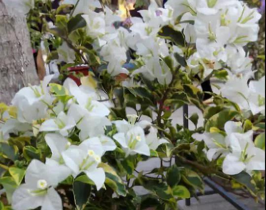 





分享几种三角梅品种图鉴，涨姿势了…

三角梅，又称光叶子花、簕杜鹃等