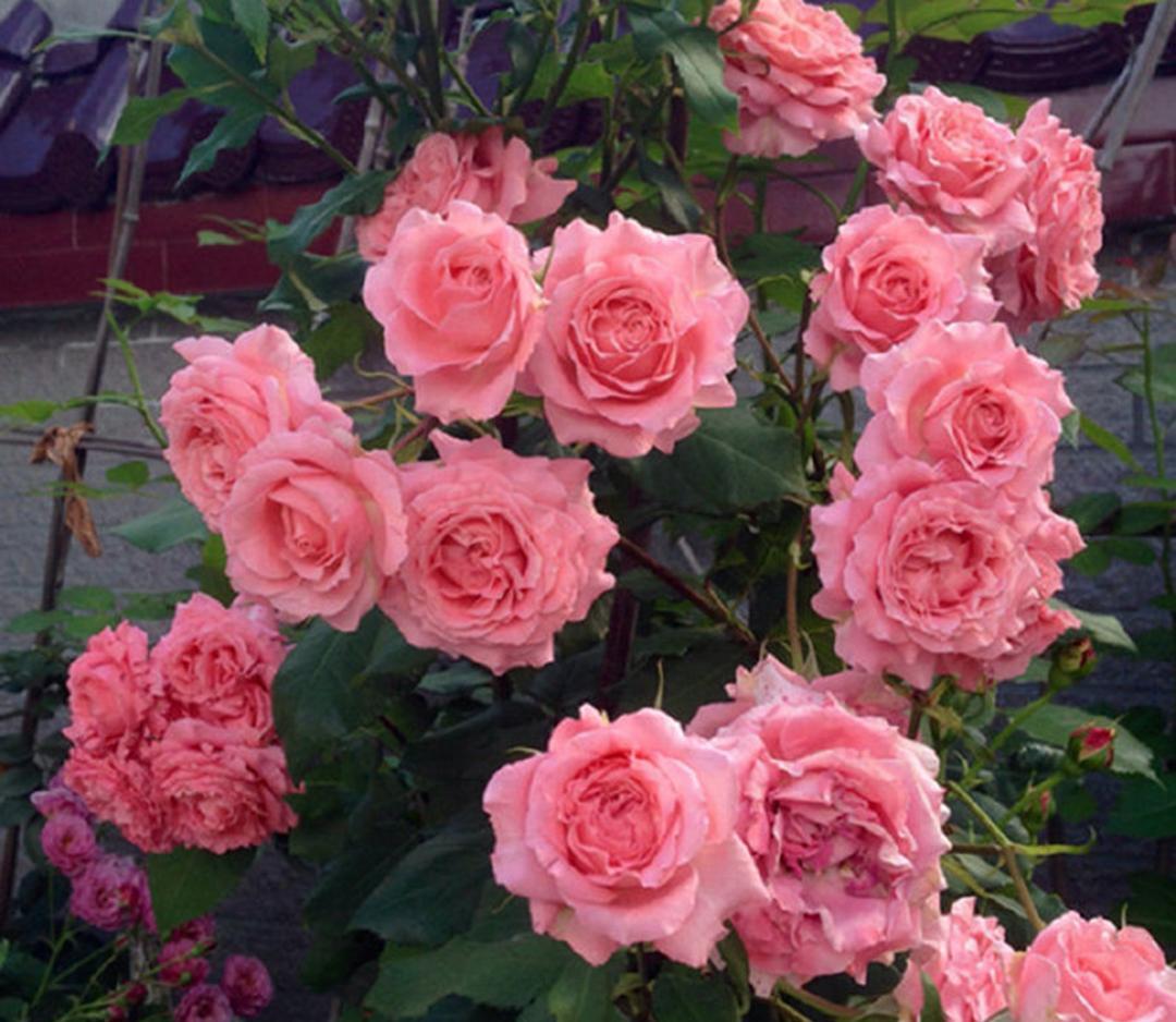 多头耐晒香味甜，新手小白易爆花
花如其名的【珊瑚果冻】有着海下“热带雨林”的浪漫